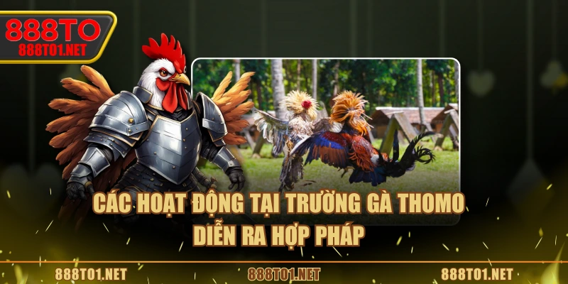 Các hoạt động tại trường gà Thomo diễn ra hợp pháp