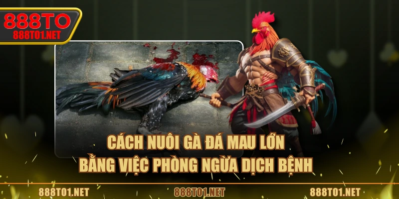 Cách nuôi gà đá mau lớn bằng việc phòng ngừa dịch bệnh