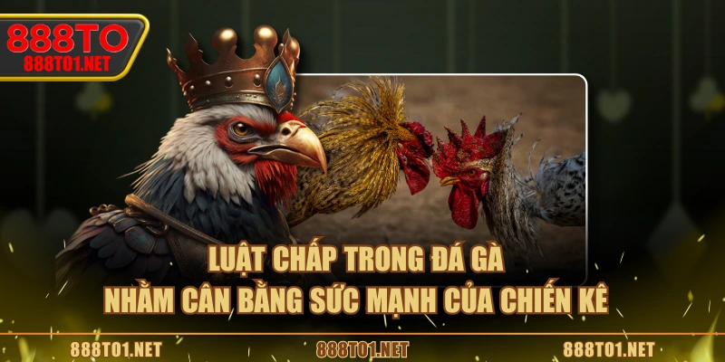Luật chấp trong đá gà nhằm cân bằng sức mạnh của chiến kê
