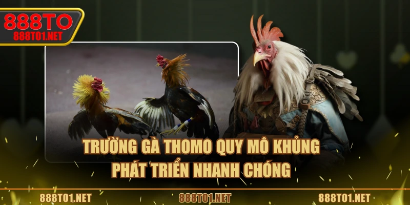 Trường gà Thomo quy mô khủng, phát triển nhanh chóng